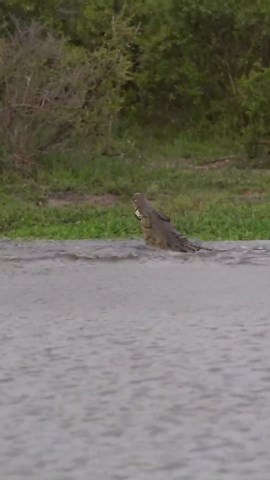 Catch a Fierce Crocodile Feeding on an Impala Action