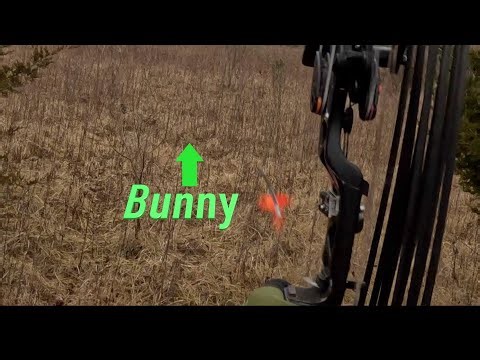 bow hunting small game : Squirrels : rabbits : moving targets