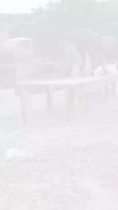 Bull Terriers training compilation! | Working Bull Terriers Kennel