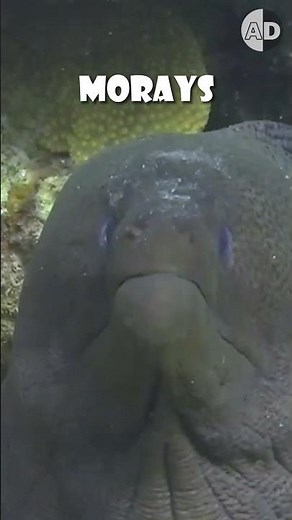 Moray Eels Inspired Alien's Xenomorphs Terrifying Second Jaw