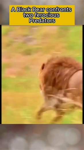 85K views · 766 reactions |  A Black Bear Confronts Two Ferocious Predators  #Wildlife #BearVsPredator | Amazing Interesting Facts | Facebook