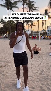 1.1K views | #DavidPatternborough Discovers some acrobatic male individuals getting in shape for mating season in Miami #A12Funny #Miami #comedy #miamibeach | A FUNNY | Facebook