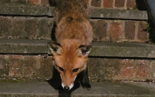 小狐狸晚上拜访你啦！