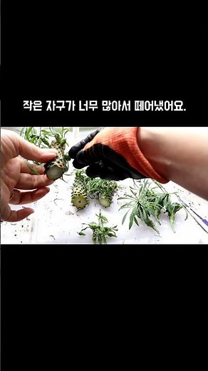 웃자란 괴마옥은 과감하게 자르기 #괴마옥 #다육식물 #다육이 #식집사 #자구 #적심 #식물 #식물키우기 #베란다화초 #베란다가드닝 #반려식물 #shorts