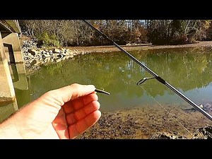 Trout Magnet cold fall Bluegill (2 lb line)