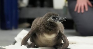 Pesto the baby penguin: Breaking scales and the internet