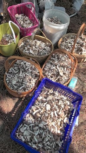 今天20个小伙伴组队上山，每个人都满满的，采蘑菇太快乐啦。看看第一小队的收获吧#采蘑菇 #户外 #打野 #山珍
