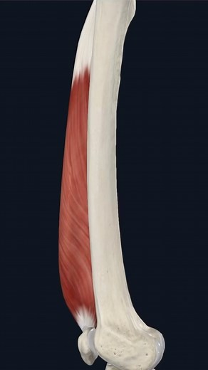 Bradley Blair Osteopath | Vastus Medialis Muscle Origin: Medial part of the intertrochanteric line and medial to the spiral line and linea aspera of the femur,... | Instagram