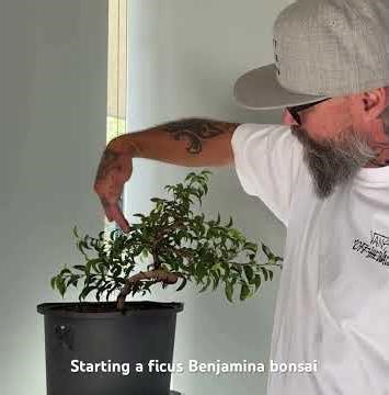 Starting a ficus benjamina bonsai first styling. #ficusbonsai #ficus pre bonsai #bonsai #benjamina