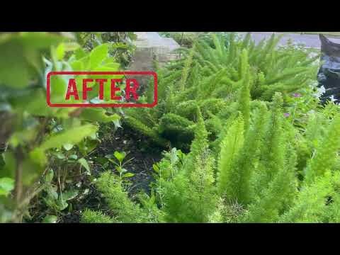 Garden Makeover: Cleared Space for a New Generator! ✂️🪴