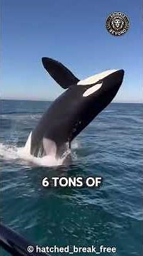 Orca: The Ocean's Ultimate Predator