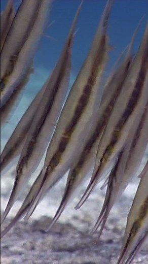 Hidden in Plain Sight: Jointed Razorfish of the Solomon Islands #scubadiving