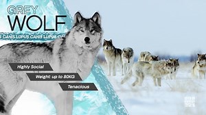 6.3K views · 336 reactions | Cunning teamwork vs pure muscle, who will win between wolves and bison? #FrozenPlanet2 | BBC America | Facebook