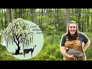 Guineafowl Color Genetics - Introduction