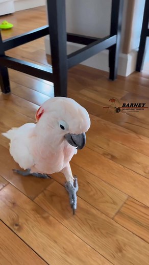 Hello, this is Barney. How may I direct your call? ☎️🧡🤣 #westcoastbarney #barneythewestcoastcockatoo #telephone #call #barney #answer #hello #telemarketer #imonthephone #donotdisturb #phone #happy #moluccan #cockatoo #parrot #bird