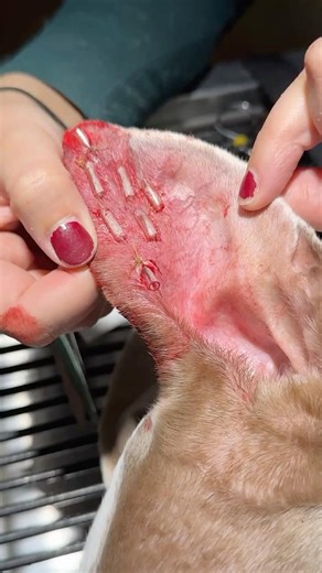 👂 This is what cauliflower ear looks like in dogs