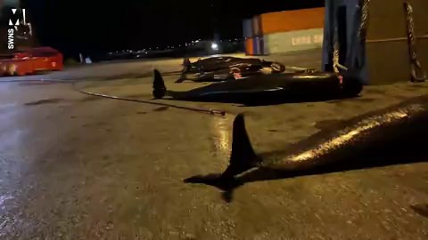 More Pilot Whales and dolphins killed in the Faroe Islands