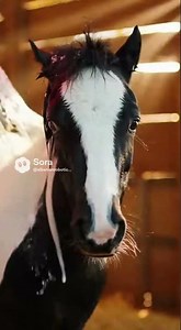 Robot Washing a Happy Pony — Ultra Realistic! by Albanian Robotics