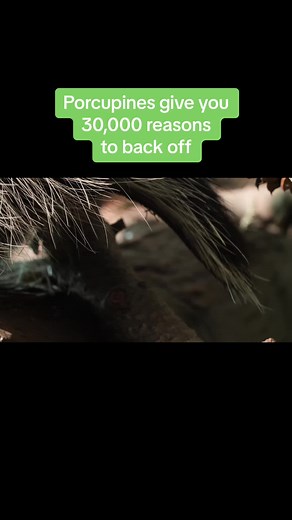 You really don’t want to be slapped by a #porcupine tail. #animals #deeplook #edutok