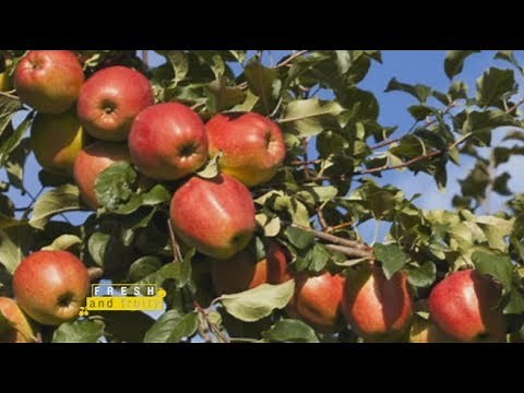 Apple Farming In Kenya - Part 1 Fresh and Fruity