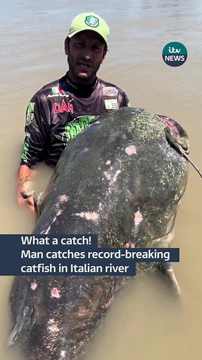 What a catch! Man catches record-breaking catfish in Italian river #catfish #italy #riverepo #fishing