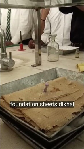 Entomology lab practical on hornet insect 🐝