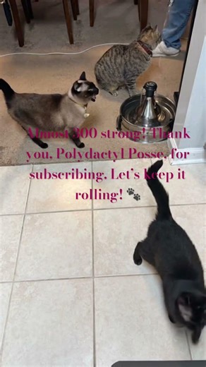Paws Up! 🐱 Nearly 300 Subscribers and Counting!