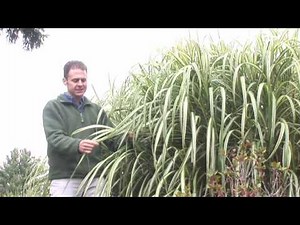 Ornamental Grasses