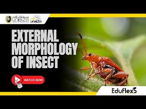 External Morphology of Insect
