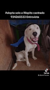 22 reactions | #adopcionresponsable PARA WAPO. SE ENTREGA CASTRADO. A...