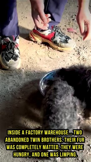 From Despair to Devotion: Watch the Emotional Rescue of Two Forgotten...