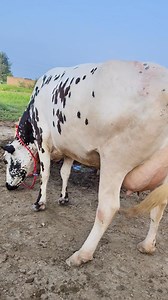 Friesian cross cow for sale #cows #animals #farming | Apna punjab tv