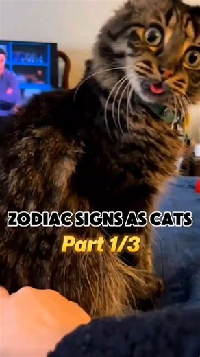 Zodiac signs as funny cats (part 1) #cats #zodiacsigns #astrology