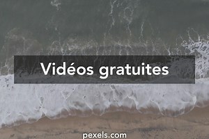 Dolphin 4k wallpapers vidéos de stock libres de droits