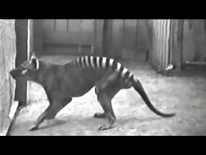 Rare Videos of Extinct Animals