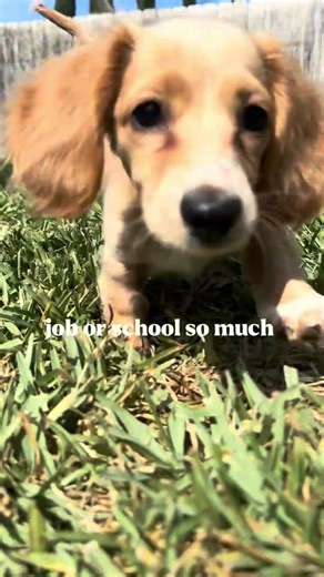 Goldie Bear 🤍 #dachshund #puppy #fyp ￼