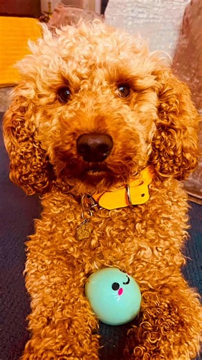 Shirin on Instagram‎: "آقاکوکوما#مرد کوچک خونه#همدم مادرخانومی#قندونبات🥰. #Cockapoo#coco#mysweet#brownie#poodle#dogs#bestfriend#forever#explore#uk#puppies#mylifestyle#boy#coconut#sweetie#funny#memory#cockapoolove#❤️#🐶#"‎