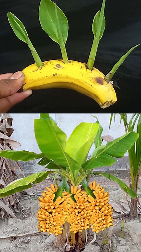 1.4M views · 10K reactions | How can a banana plant be prepared from seeds?#ForeverLSU #safetravels #keeppushingforward #pixiecut #AEWDynamite #petsmart | Ashik Muztaba | Facebook
