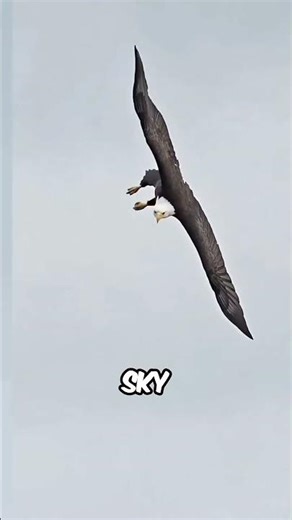 Eagles' Brutal Tactic: How They Break Turtle Shells 🐢🦅