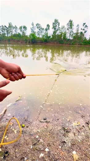 DIY Primitive Fishing Traps for Juvenile Rohu | Plastic Bottle Fish Trap 🐟