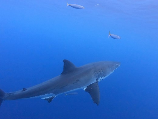 16K views · 418 reactions | Thrilling encounter with a great white shark at Isla Guadalupe aboard the Vortex! This majestic predator came right up to the cage, giving us an unforgettable close-up experience. #SharkDiving #IslaGuadalupe #GreatWhiteShark #Adventure | Discoversharks | Facebook