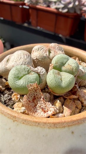 Conophytum #succulent #tanamanhiashargamurah #cactus #plants #多肉 #succulent #conophytum #多肉植物
