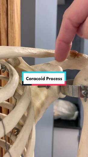 Understanding the Scapula Bone: Anatomy Explained