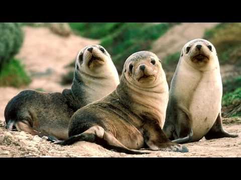 What Does a Seal Sound Like?