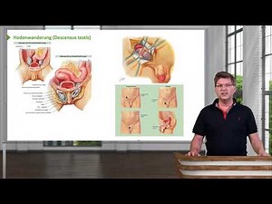 Anatomie I Bewegungssystem: Männliche Genitalorgane I Prof. Dr. med. Wirth