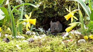 6.6K views · 719 reactions | spring has sprung in Mouse Town | George the Mouse in a log pile house | Facebook