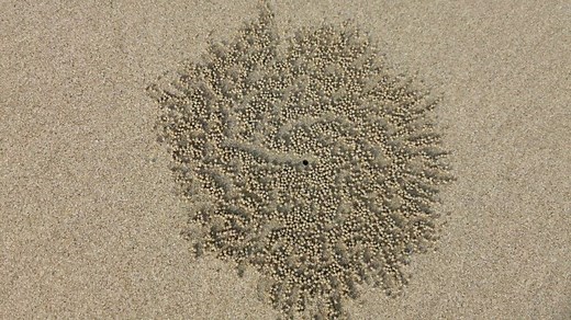 Sand Bubbler Crabs, an up-close look at how they make sand balls