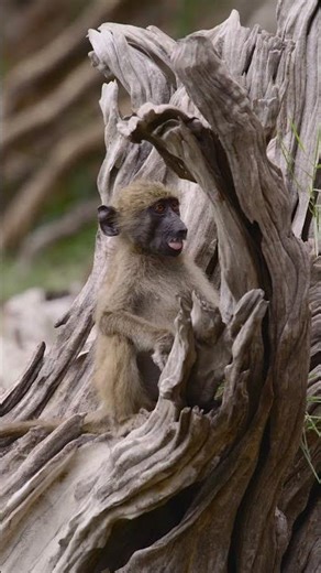 Baboon Baby Climbs Log - Chobe River, Namibia