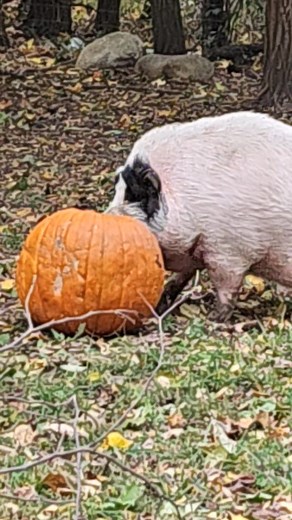 Silly Sweet Pea! | Endless luv farm | Facebook
