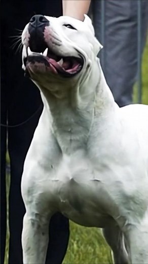 Dogo Argentino Dog: #shorts